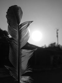 Close-up of feather against sky