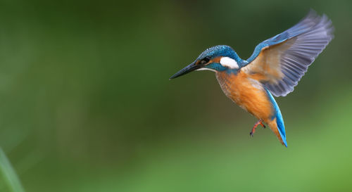 Close-up of a bird flying, kingfisher. 