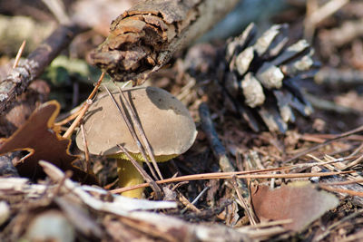 Close-up of dried leaves on plant in forest