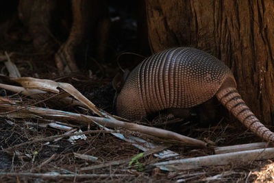 Foraging nine-banded armadillo dasypus novemcinctus in the woods of naples, florida