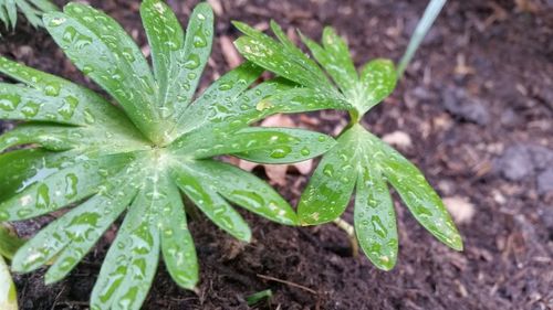 Close-up of raindrops on leaf