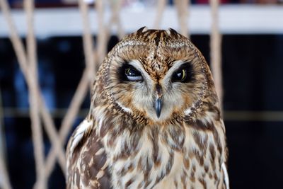 Close-up portrait of owl in zoo