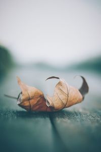 Close-up of dry leaf on table