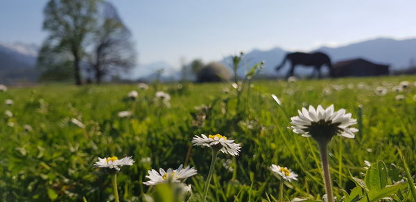 Close-up of white flowering plants on field