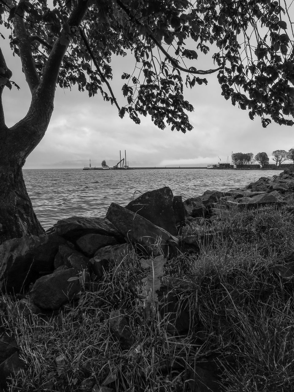 horizon over water, sea, water, sky, tranquility, tranquil scene, beach, tree, scenics, shore, nature, beauty in nature, branch, idyllic, tree trunk, day, grass, outdoors, remote, cloud - sky