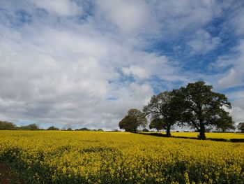 Scenic view of oilseed rape field against sky