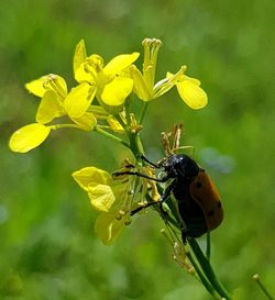 Close-up of insect on yellow flower