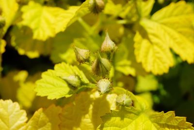 Close-up of yellow flowers on plant