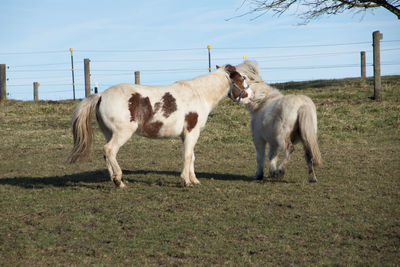 Horses standing in ranch