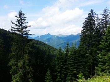 Pine trees in forest against sky