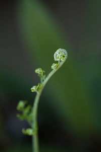 Close-up of green leaf on plant