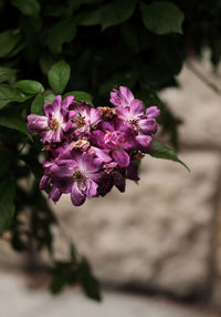 Close-up of pink flowers