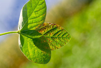 Close-up of butterfly on plant
