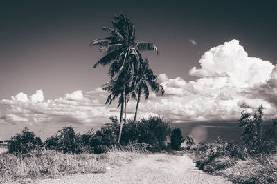 Palm trees on field against sky