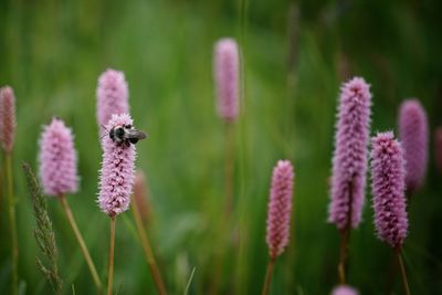 Close-up of insect on purple flowering plant