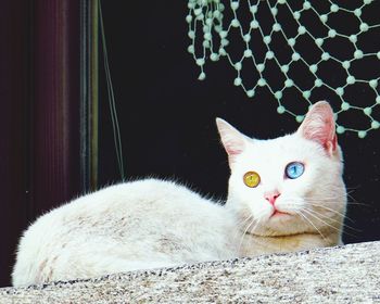 Portrait of cat sitting on windowsill