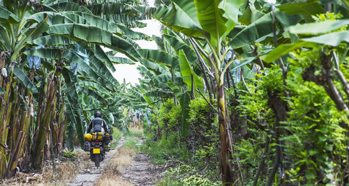 Man riding touring motorbike through banana plantation, ecuador