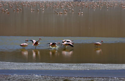 Birds swimming in lake