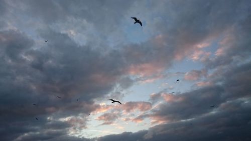 Low angle view of silhouette birds flying against sky