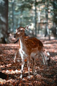 Deer standing in a forest