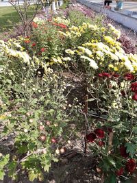 Close-up of flowering plants on field