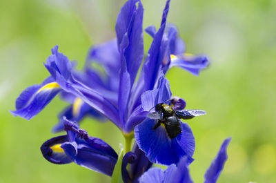 Close-up of honey bee on bunch of purple flowers