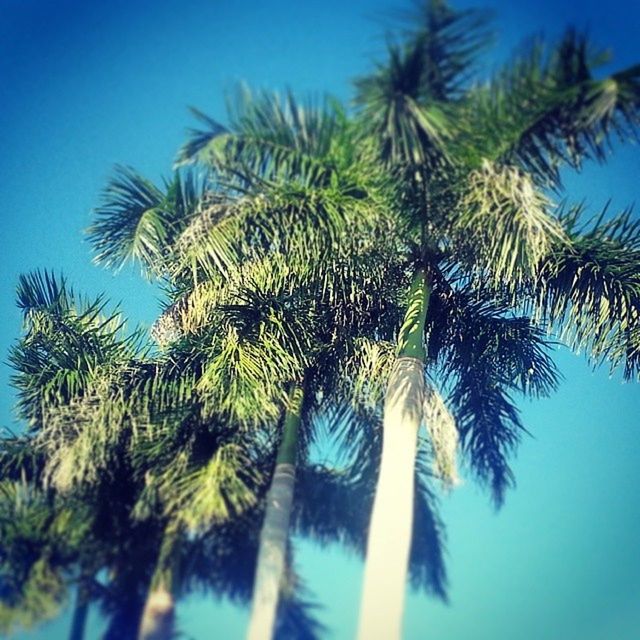 LOW ANGLE VIEW OF PALM TREES AGAINST BLUE SKY