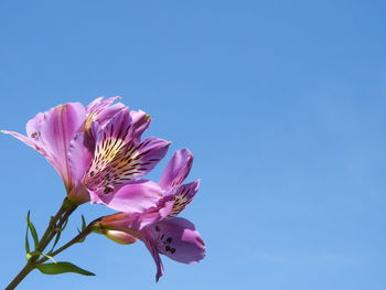 Low angle view of pink flower against sky