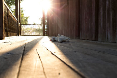 Surface level view of floorboard with cat lying on porch