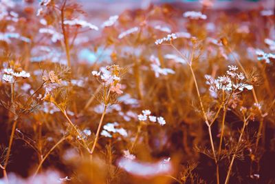 Close-up of flowering plants on field