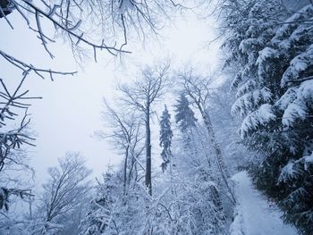 Winter forest while snowing. snowy trees in dark and misty winter park. evening walking trail.