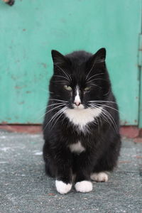 Close-up of black cat