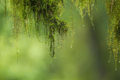 Close-up of wet plants hanging