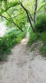 Footpath amidst trees in forest