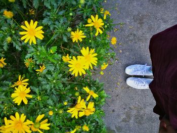 Low section of woman standing on yellow flowers