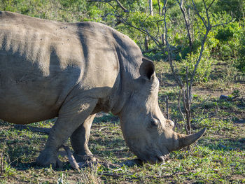 Close-up of rhinoceros in national park, south africa