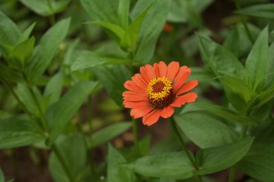 Close-up of orange flower blooming outdoors