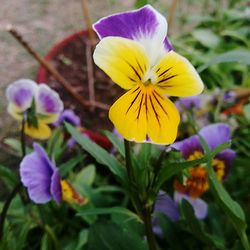 Close-up of purple flowers