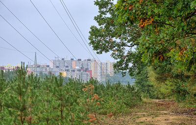 Trees in city against sky