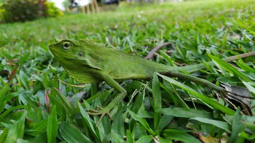 Close-up of a lizard on field