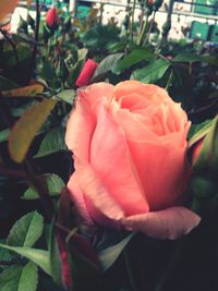 Close-up of pink rose