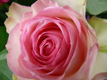 Close-up of pink rose