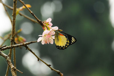 Close-up of butterfly pollinating on flower