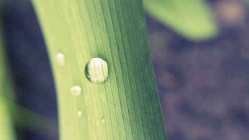 Close-up of water drops on leaf