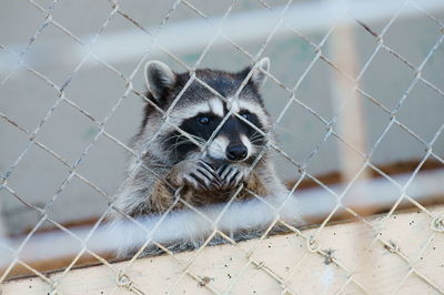 A cute raccoon behind a fence with its hands hanging on the fence