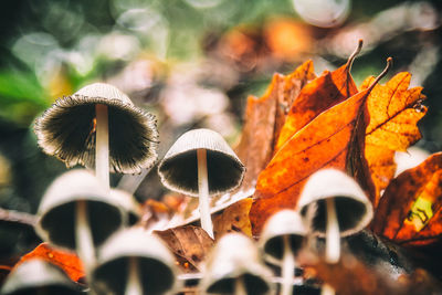 Close-up of leaves on twig