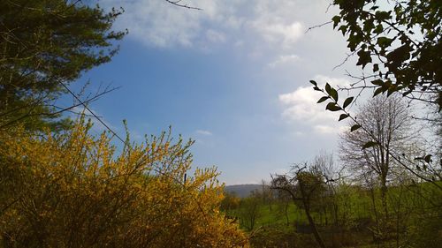 Low angle view of trees against sky