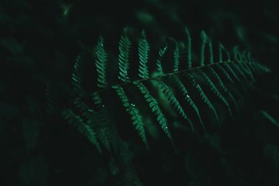 Close-up of fern leaf