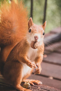 Portrait of squirrel