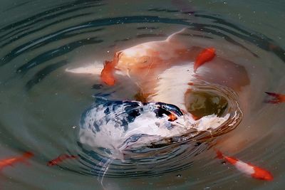 High angle view of koi carps swimming in lake